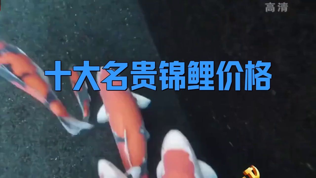 錦鯉什么品種最貴最好看