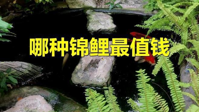錦鯉什么品種最貴最好看