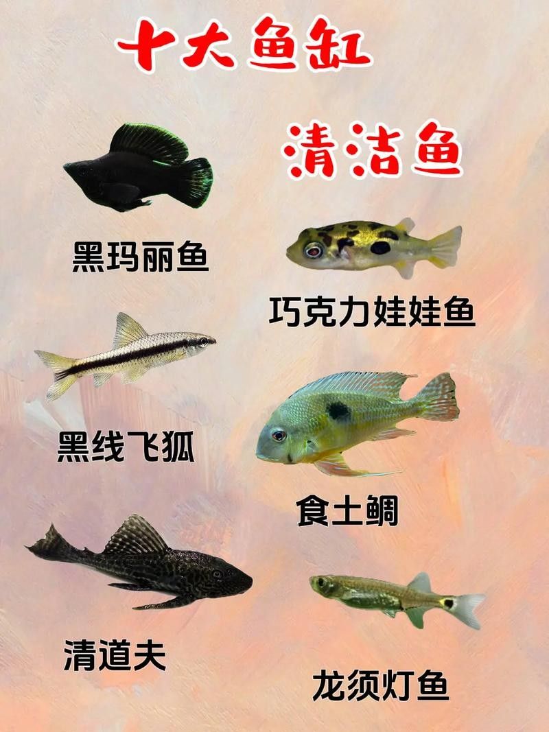 龍魚缸清潔魚
