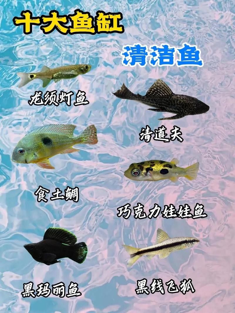 龍魚缸清潔魚