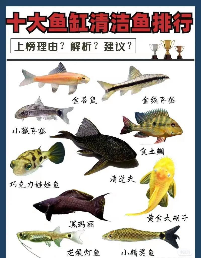 龍魚缸清潔魚