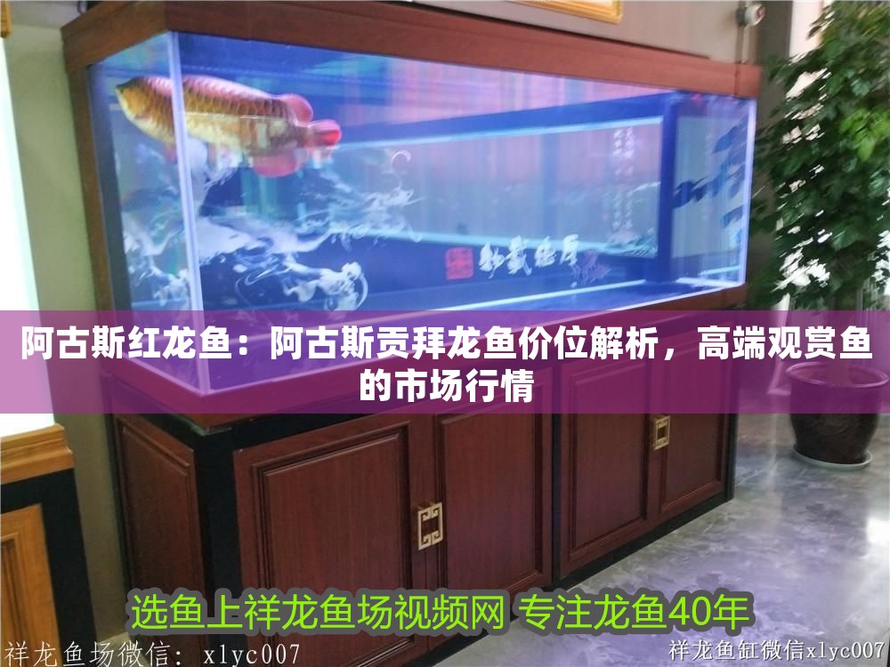 阿古斯紅龍魚：阿古斯貢拜龍魚價位解析，高端觀賞魚的市場行情