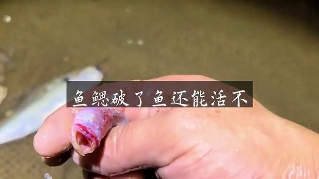 如何判斷龍魚鰓蓋是否損傷？