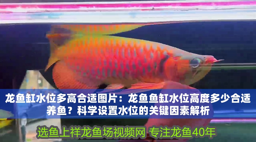 龍魚缸水位多高合適圖片：龍魚魚缸水位高度多少合適養魚？科學設置水位的關鍵因素解析 龍魚缸水位多高合適圖片：龍魚魚缸水位高度多少合適養魚？科學設置水位的關鍵因素解析 龍魚百科 第1張