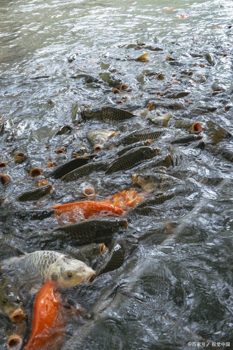 金龍魚張嘴甩頭是怎么回事兒