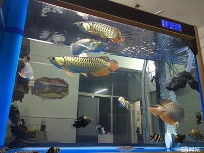 二手龍魚轉讓多少錢一條（二手龍魚的轉讓價格）