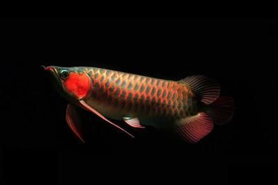 新買龍魚到家浮頭（新買的龍魚到家后出現浮頭怎么辦？）