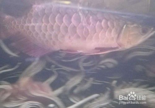 龍魚怕人是怎么回事：龍魚為什么怕人 龍魚怕人是怎么回事：龍魚為什么怕人 龍魚百科