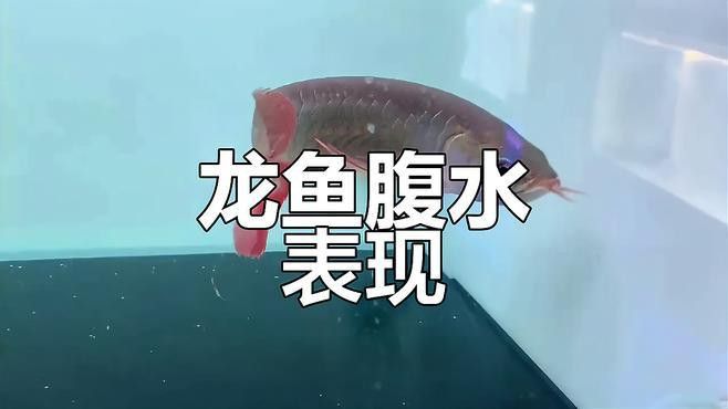 如何判斷龍魚腹水是否好轉？