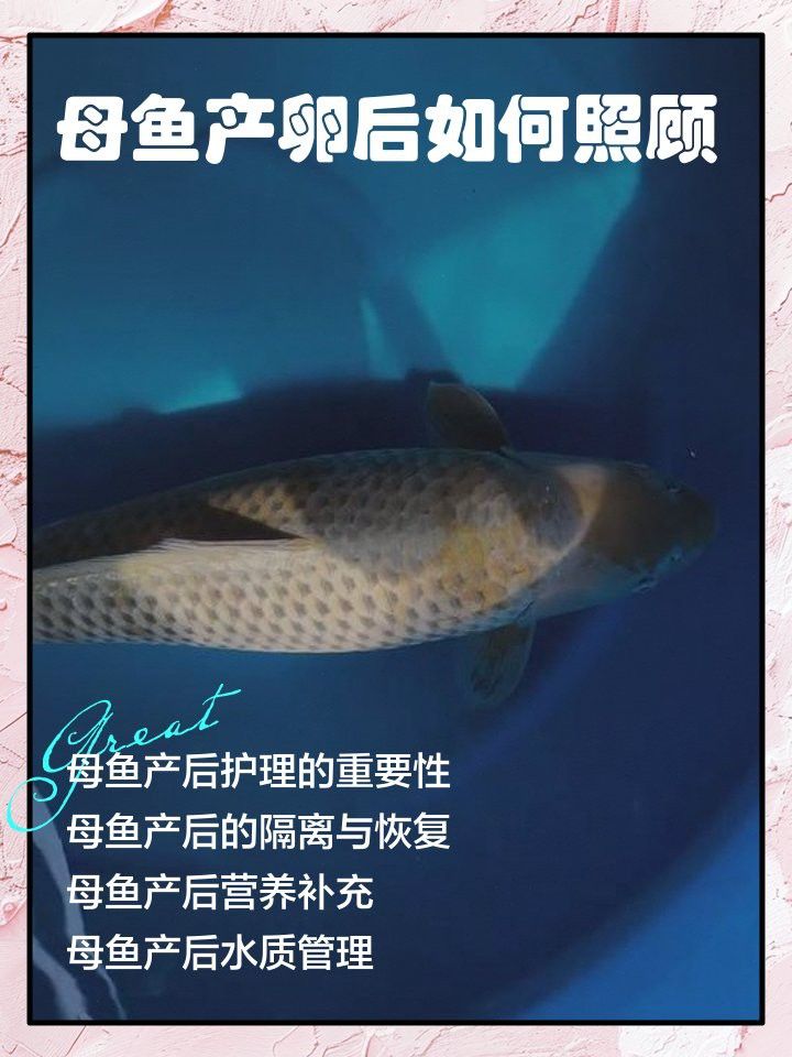 大湖紅龍繁殖后如何護理？