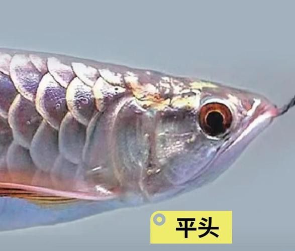 怎樣區分龍魚公母圖解