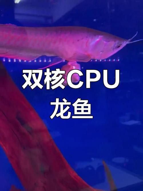 怎樣區分龍魚公母圖解