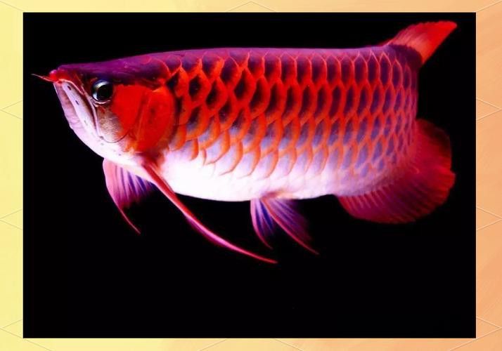 怎樣區分龍魚公母圖解