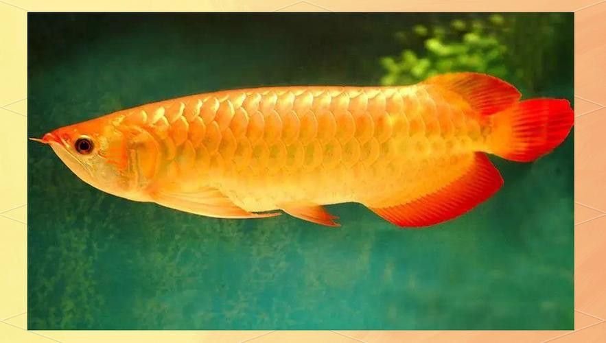 怎樣區分龍魚公母圖解