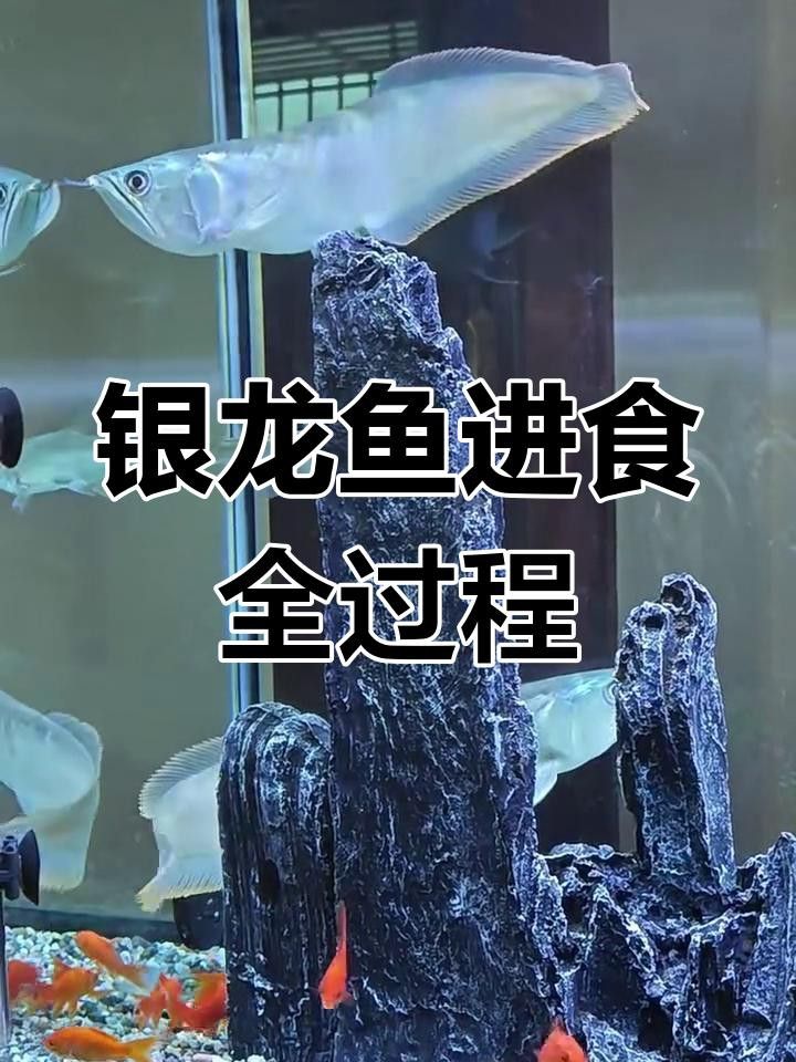 帶魚和銀龍魚有什么區別？