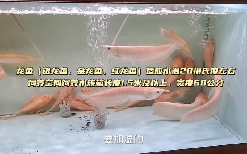龍魚一年能長多少公分