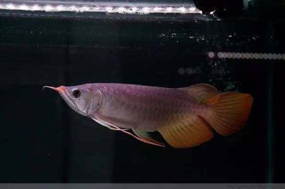 哪里有賣紅龍魚苗的市場：廣州紅龍魚苗市場價格及種類介紹