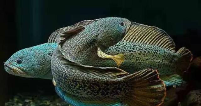 黃金眼鏡蛇雷龍魚(yú)養(yǎng)殖（養(yǎng)殖黃金眼鏡蛇雷龍魚(yú)需要注意什么？）