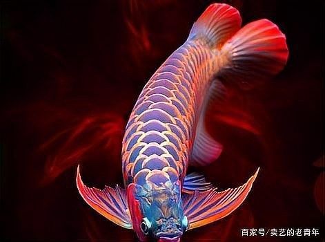 龍魚是什么時(shí)期就有的