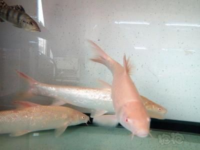 白子招財(cái)龍魚(yú)百度百科（白子招財(cái)龍魚(yú)吃什么食）