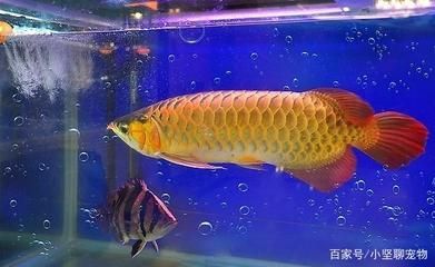 世界上一共有多少種龍魚：亞洲龍魚主要包括以下幾個品種,世界上一共有多少種龍魚