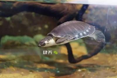 養龍魚如何換水：養龍魚換水的正確方法