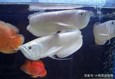養龍魚如何換水：養龍魚換水的正確方法
