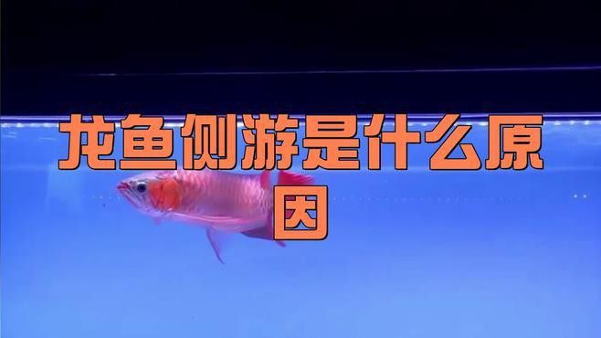 紅龍魚歪著身體游泳怎么辦