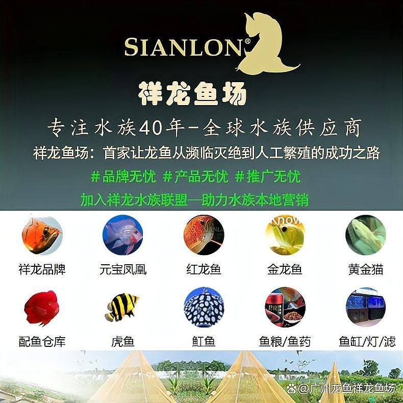 龍魚停食多久會餓死？ 龍魚停食多久會餓死？ 龍魚百科 第3張