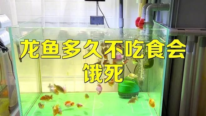 龍魚停食多久會餓死？ 龍魚停食多久會餓死？ 龍魚百科 第1張