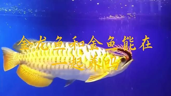 金龍魚和金魚能混養(yǎng)嗎 金龍魚和金魚能混養(yǎng)嗎 龍魚百科 第1張