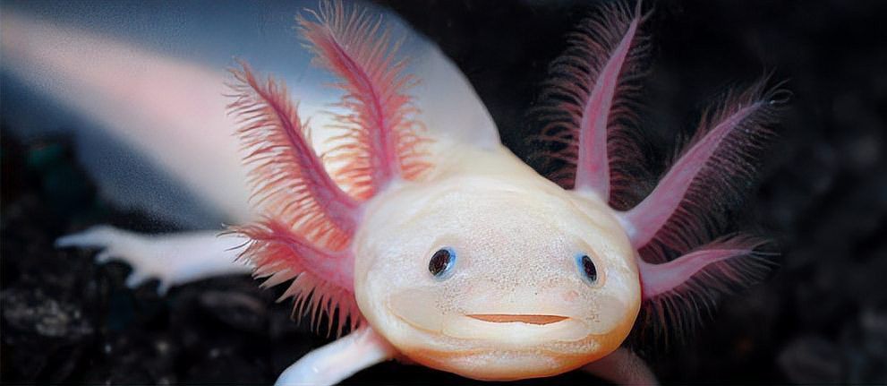 恐龍魚幾天不喂會餓死么