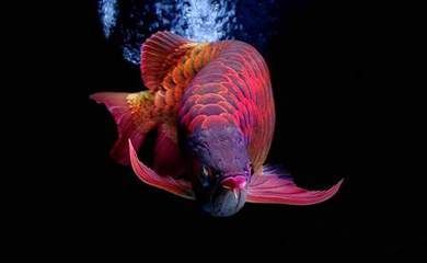 龍魚翹頭游是怎么回事？：如何培養(yǎng)龍魚翹頭游的特性 龍魚翹頭游是怎么回事？：如何培養(yǎng)龍魚翹頭游的特性 龍魚百科 第3張