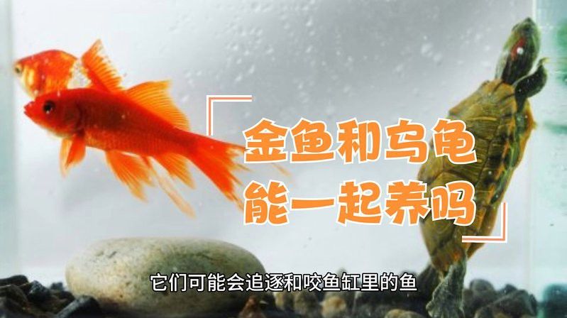 草金魚和龍龜混養可以嗎？