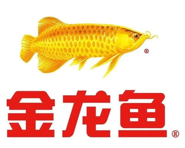 金龍魚名稱圖片