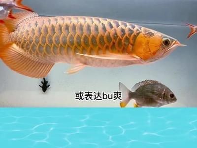 龍魚怎么叫