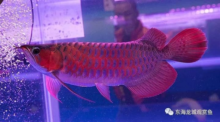 紅龍魚魚鰭上有黑點怎么回事（紅龍魚魚鰭上出現黑點可能由多種因素引起） 紅龍魚魚鰭上有黑點怎么回事（紅龍魚魚鰭上出現黑點可能由多種因素引起） 龍魚百科 第1張