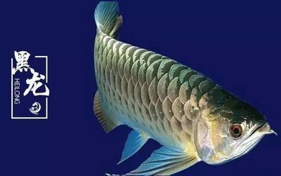 紅龍魚魚鰭上有黑點怎么回事（紅龍魚魚鰭上出現黑點可能由多種因素引起） 紅龍魚魚鰭上有黑點怎么回事（紅龍魚魚鰭上出現黑點可能由多種因素引起） 龍魚百科 第3張