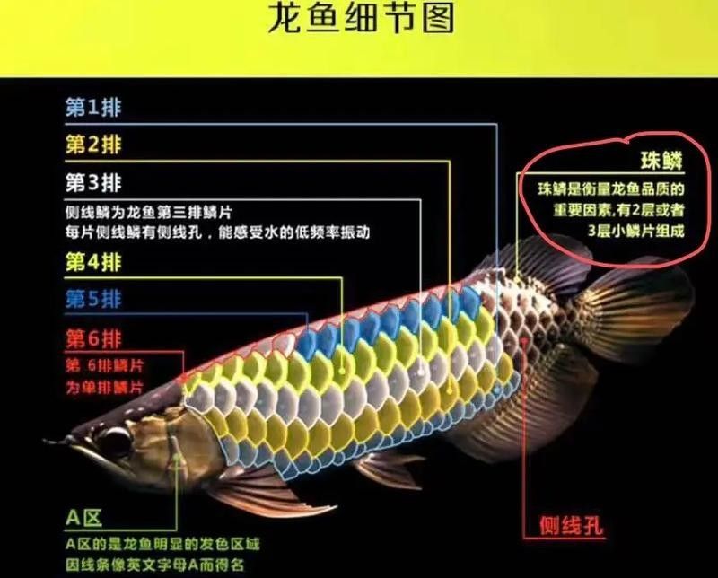 龍魚七鰭位置示意圖