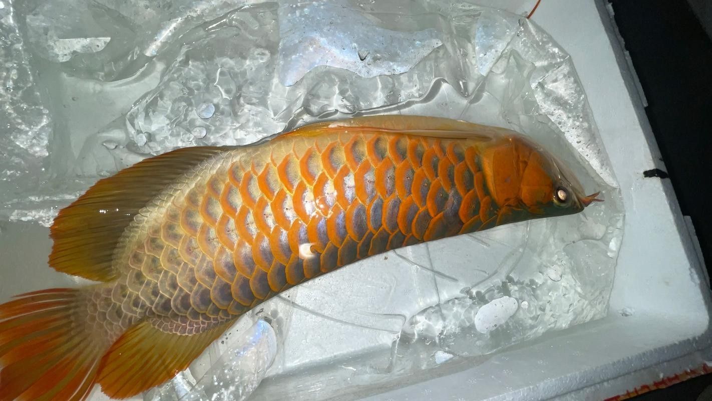 龍魚七鰭位置示意圖