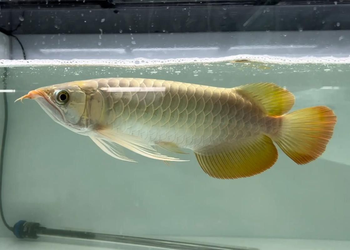 龍魚七鰭位置示意圖