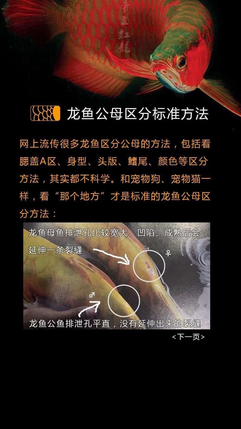 龍魚七鰭位置示意圖