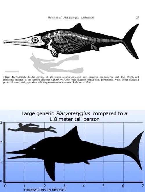 龍魚七鰭位置示意圖