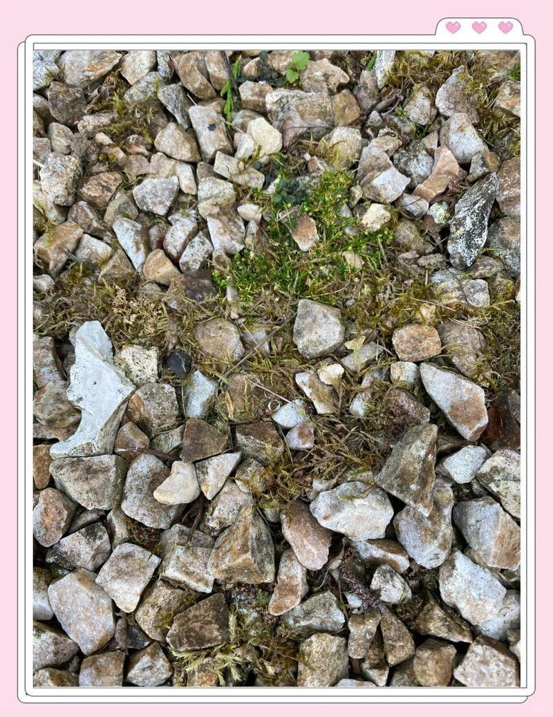 石雕擺件如何去除青苔？