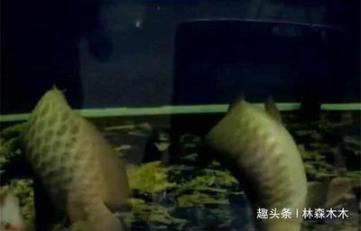 龍魚魚缸停電一天會(huì)死嗎：停電一天會(huì)對(duì)龍魚造成傷害嗎？