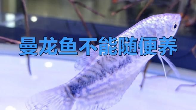 如何降低曼龍魚的攻擊性？ 如何降低曼龍魚的攻擊性？ 龍魚百科 第2張