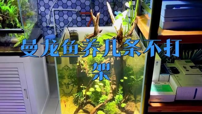 如何降低曼龍魚的攻擊性？ 如何降低曼龍魚的攻擊性？ 龍魚百科 第1張