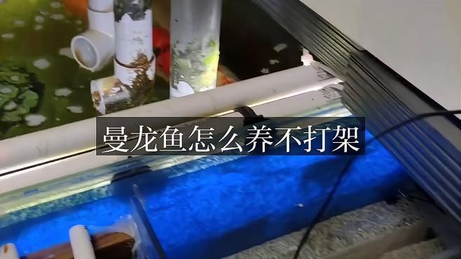 如何降低曼龍魚的攻擊性？ 如何降低曼龍魚的攻擊性？ 龍魚百科 第3張