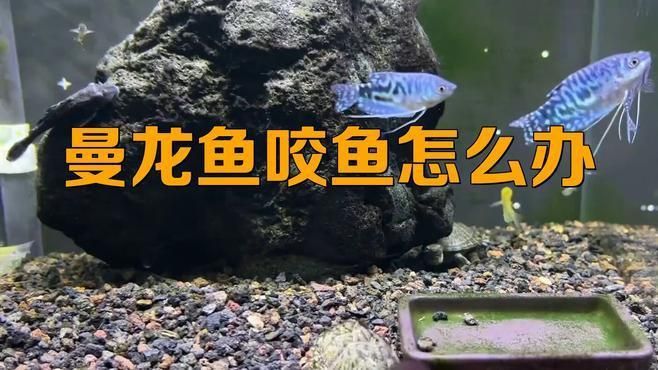 如何降低曼龍魚的攻擊性？ 如何降低曼龍魚的攻擊性？ 龍魚百科 第6張