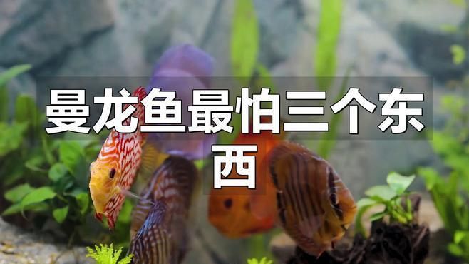 如何降低曼龍魚的攻擊性？ 如何降低曼龍魚的攻擊性？ 龍魚百科 第4張